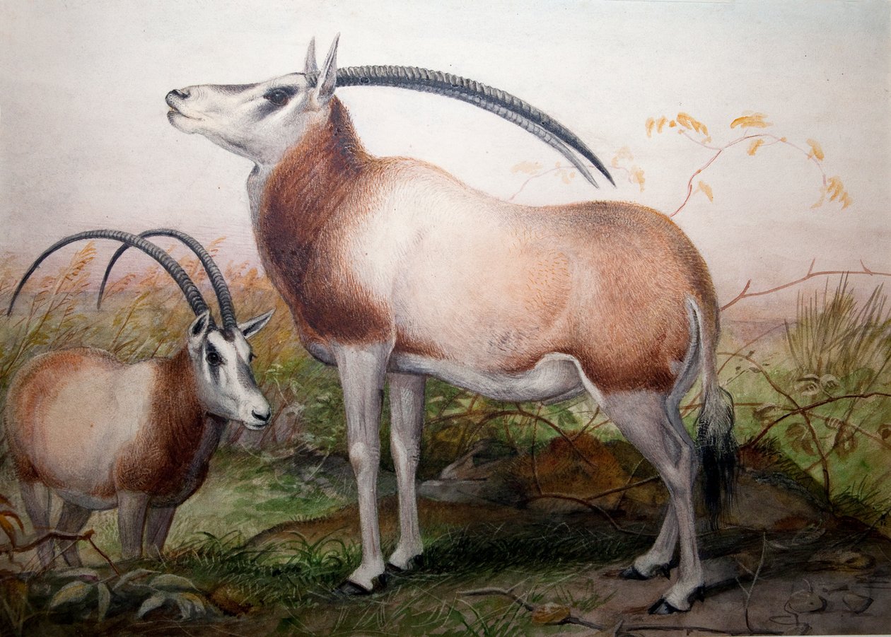 ल्यूकोरीक्स एंटेलोप, ओरीक्स ल्यूकोरीक्स, c.1850 द्वारा जोसेफ वुल्फ