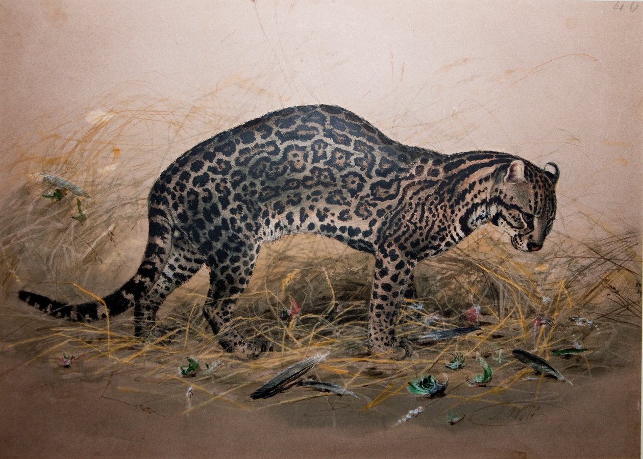 चित्रित औसीलट (फेलिस का चित्र), c.1850 द्वारा जोसेफ वुल्फ