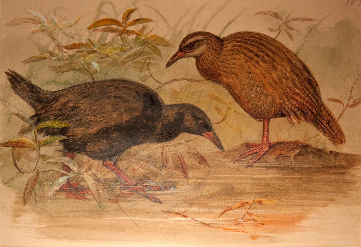 वीका रेल (Ocydromus australis), c.1851-76 (wc और पेंसिल कागज पर) द्वारा जोसेफ वुल्फ