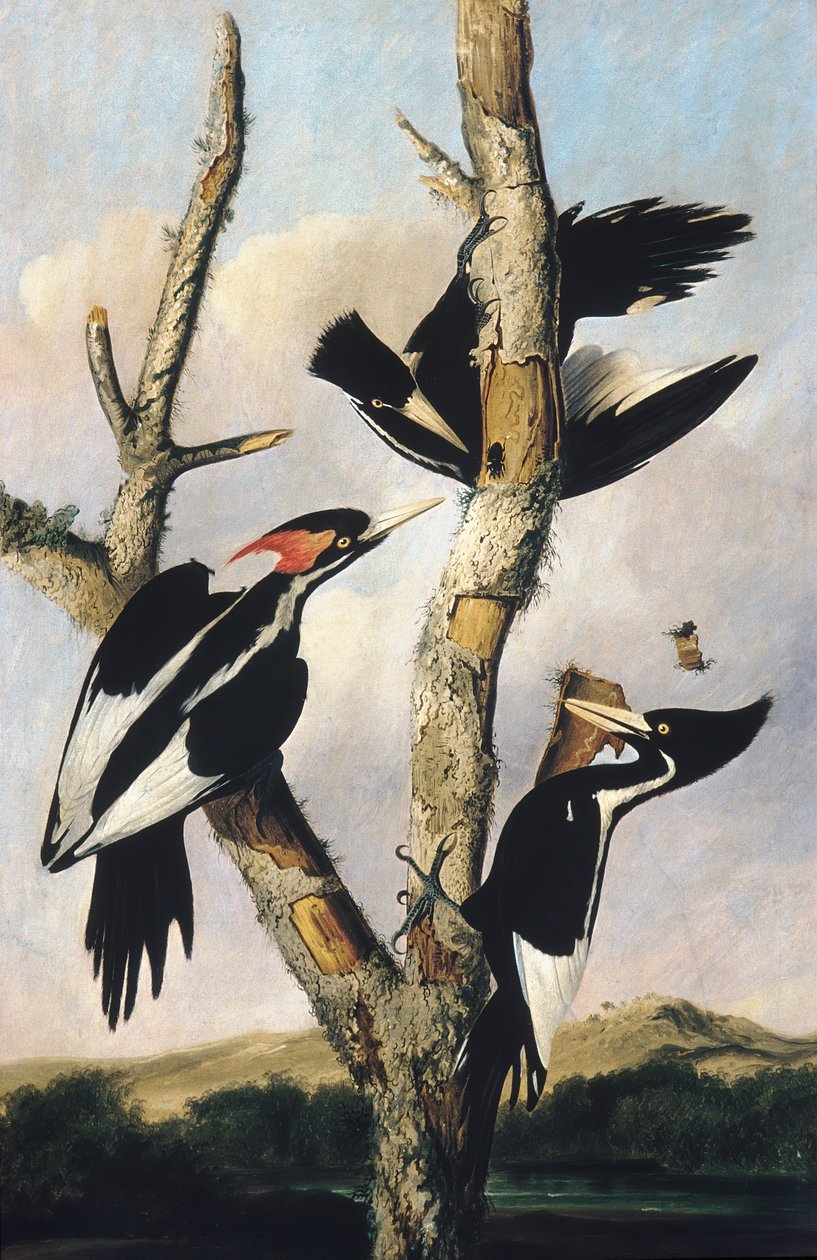 आइवरी-बिल्ड वुडपेकर्स, सीए। 1830-1831। द्वारा जोसेफ बार्थोलोम्यू किड