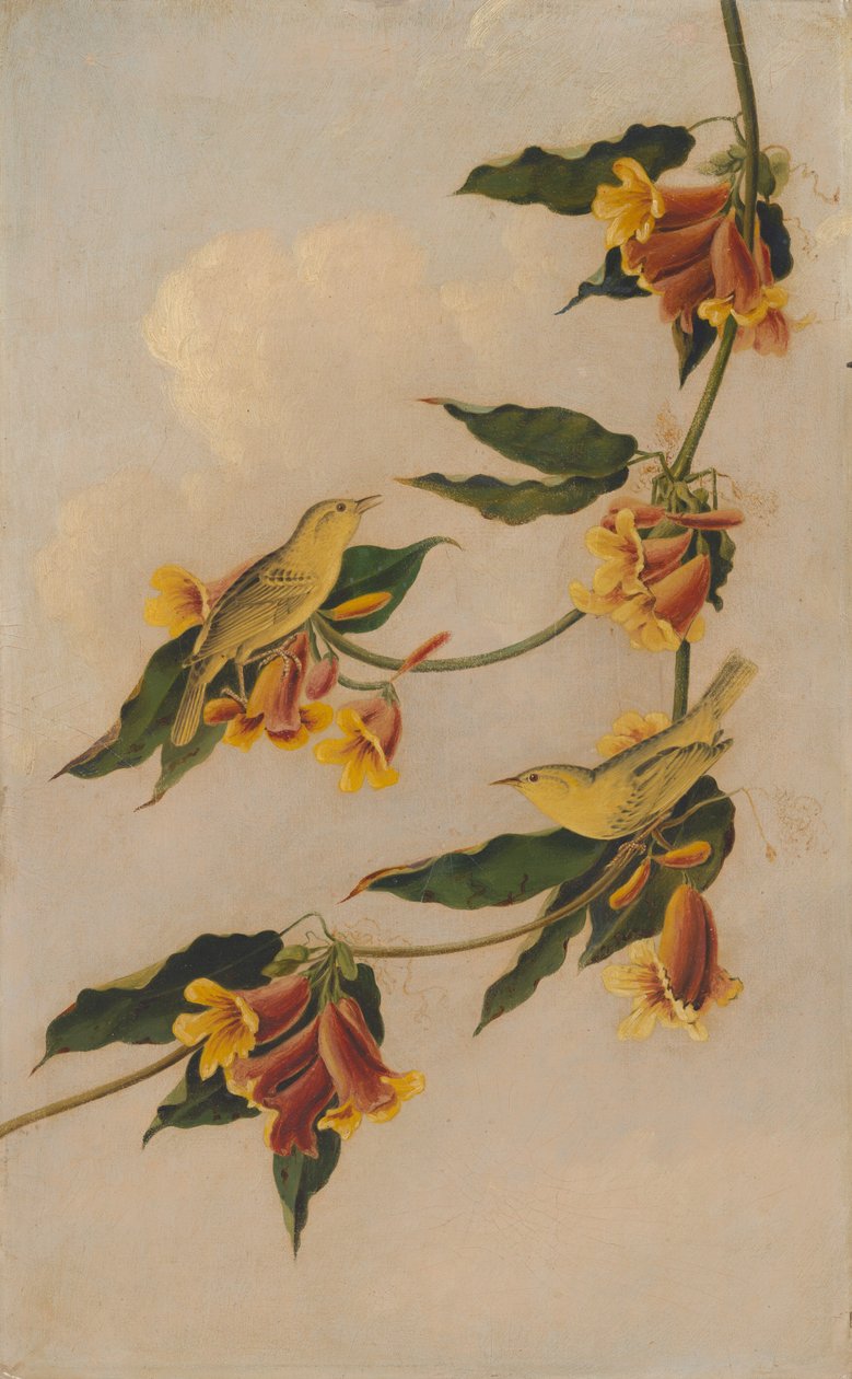 पीला वार्बलर, 1830-1833। द्वारा जोसेफ बार्थोलोम्यू किड