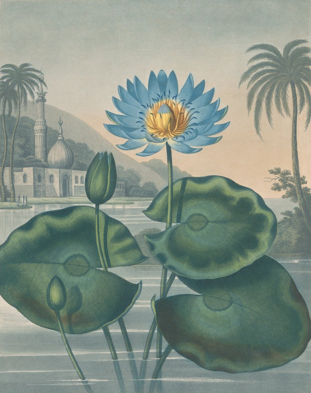 द ब्लू इजिप्टियन वॉटर लिली, 11 सितंबर, 1804। द्वारा जोसेफ कॉन्स्टेंटाइन स्टैडलर