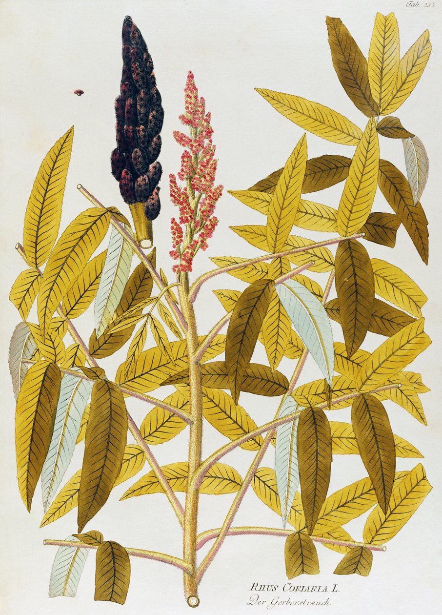 एल्म-लीव्ड सुमाच या सिसिलियन सुमाक (रस कोरियारिया) जोसेफ जैकब वॉन प्लेंक (1735-1807) द्वारा, आइकॉन्स मेडिसिनियम प्लांटारम, वियना से द्वारा जोसेफ जैकब प्लेनक