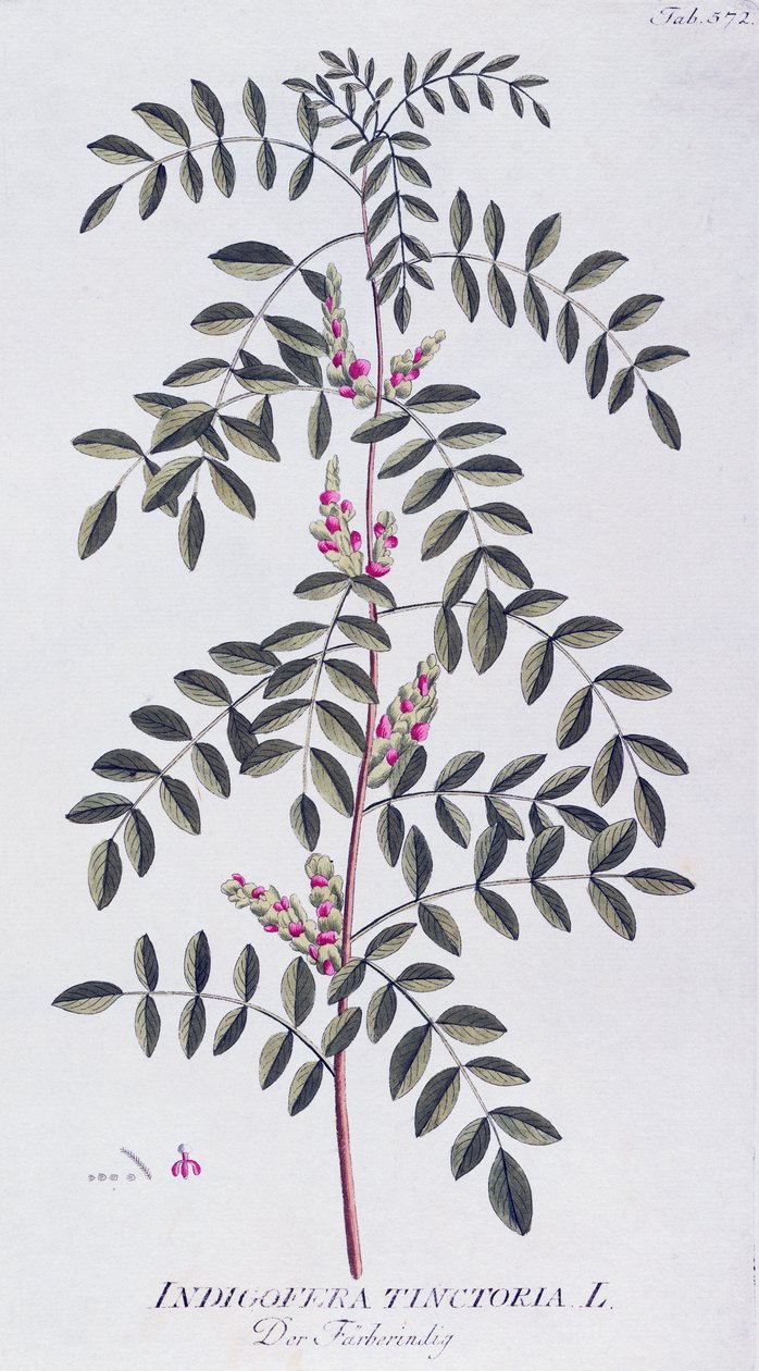 ट्रू इंडिगो (इंडिगोफेरा टिनक्टरिया) जोसेफ जैकब वॉन प्लेंक (1735-1807) द्वारा, औषधीय पौधों के प्रतीक, वियना से द्वारा जोसेफ जैकब प्लेनक