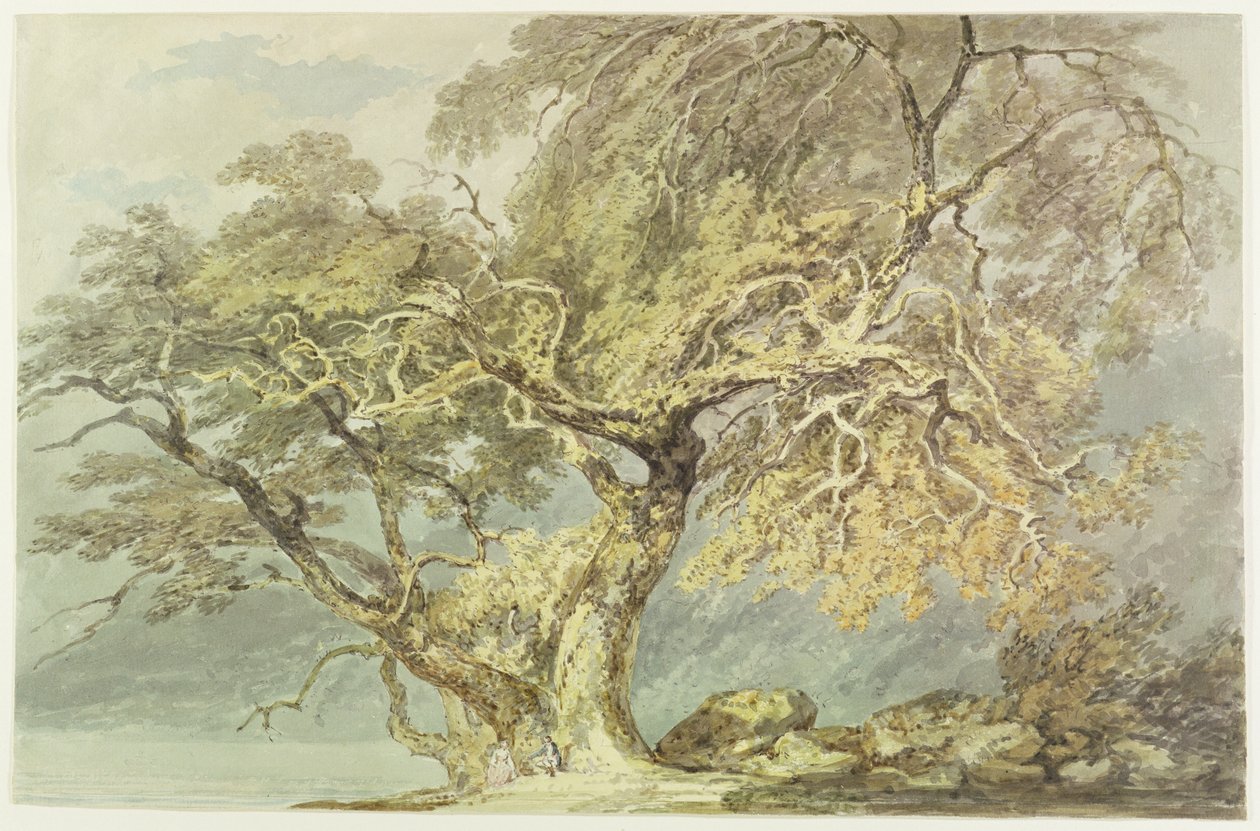 एक महान पेड़, c.1796 (कागज पर ग्रेफाइट से अधिक) द्वारा जोसेफ मैलॉर्ड विलियम टर्नर