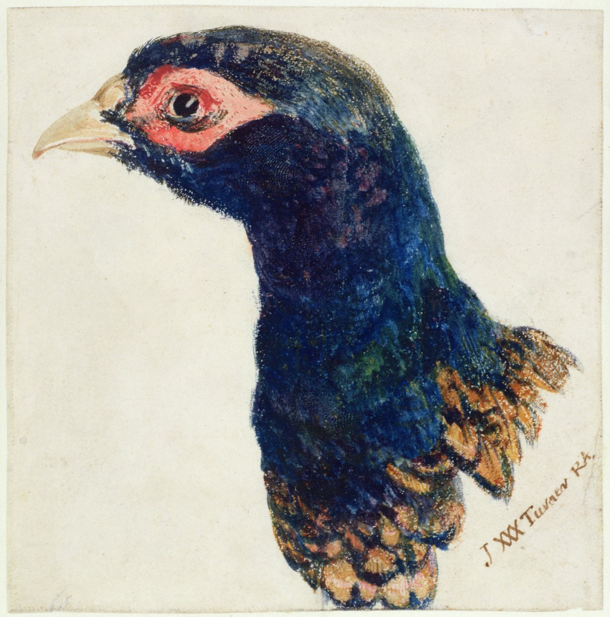 कॉक तीतर, द फ़ार्नले बुक ऑफ़ बर्ड्स, c.1816 (कागज पर कलम और स्याही और पानी के रंग का) द्वारा जोसेफ मैलॉर्ड विलियम टर्नर