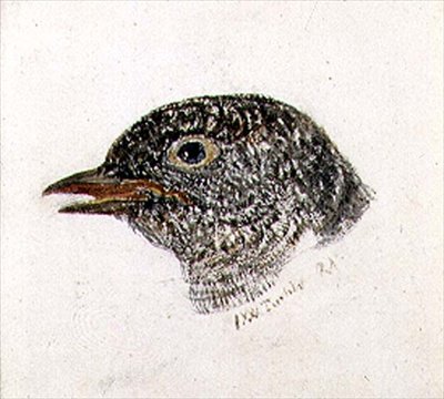 कोयल, द फ़र्नले बुक ऑफ़ बर्ड्स से, c.1816 (कागज पर पेंसिल और वॉटरकलर) द्वारा जोसेफ मैलॉर्ड विलियम टर्नर