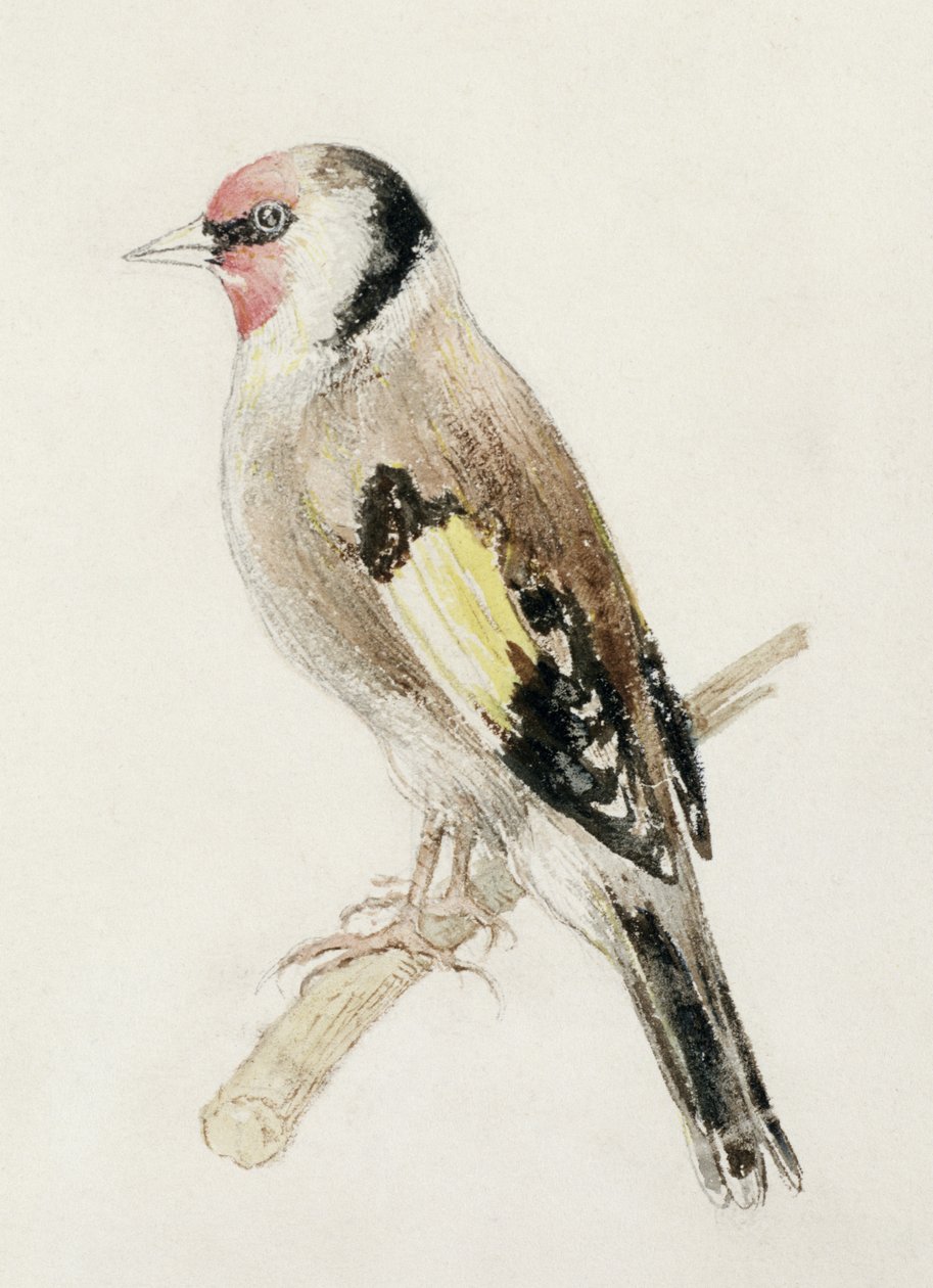 द फ़ार्नले बुक ऑफ़ बर्ड्स से गोल्डफिंच, c.1816 (कागज पर पेंसिल और वॉटरकलर) द्वारा जोसेफ मैलॉर्ड विलियम टर्नर