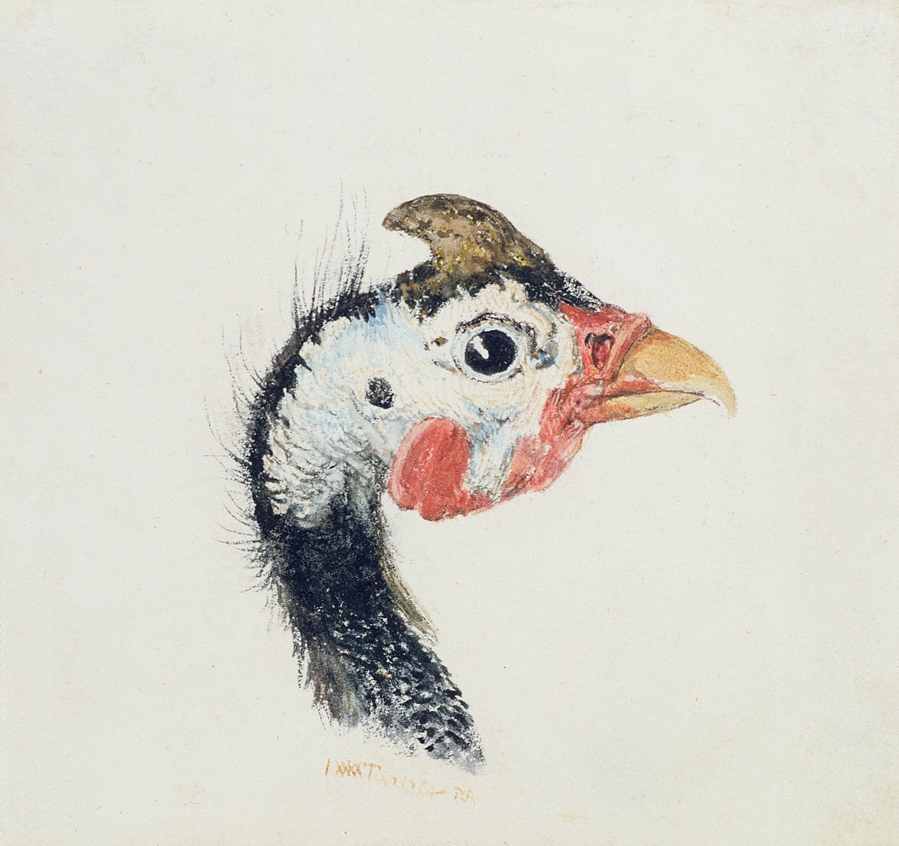 गिनी फाउल, द फार्नले बुक ऑफ बर्ड्स से, c.1816 द्वारा जोसेफ मैलॉर्ड विलियम टर्नर