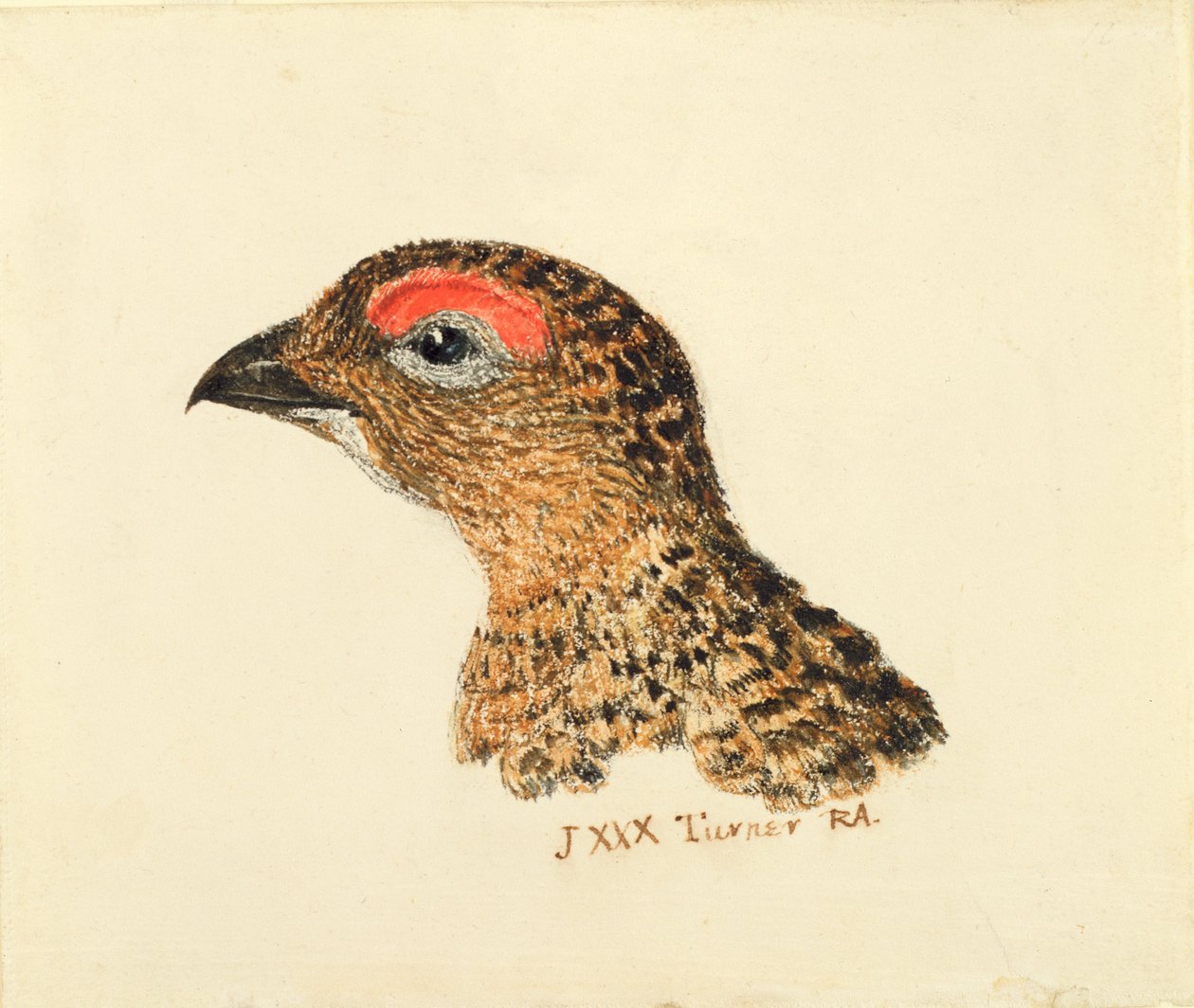 द फ़ार्नले बुक ऑफ़ बर्ड्स से हेड ऑफ़ ग्राउज़, c.1816 (कागज पर पेंसिल और वॉटरकलर) द्वारा जोसेफ मैलॉर्ड विलियम टर्नर