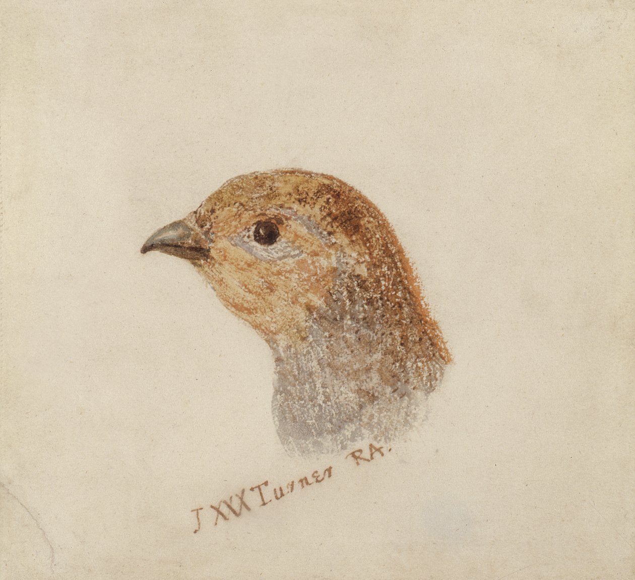 पार्ट्रिज, द फ़ार्नले बुक ऑफ़ बर्ड्स से, c.1816 (कागज पर पेंसिल और वॉटरकलर) द्वारा जोसेफ मैलॉर्ड विलियम टर्नर