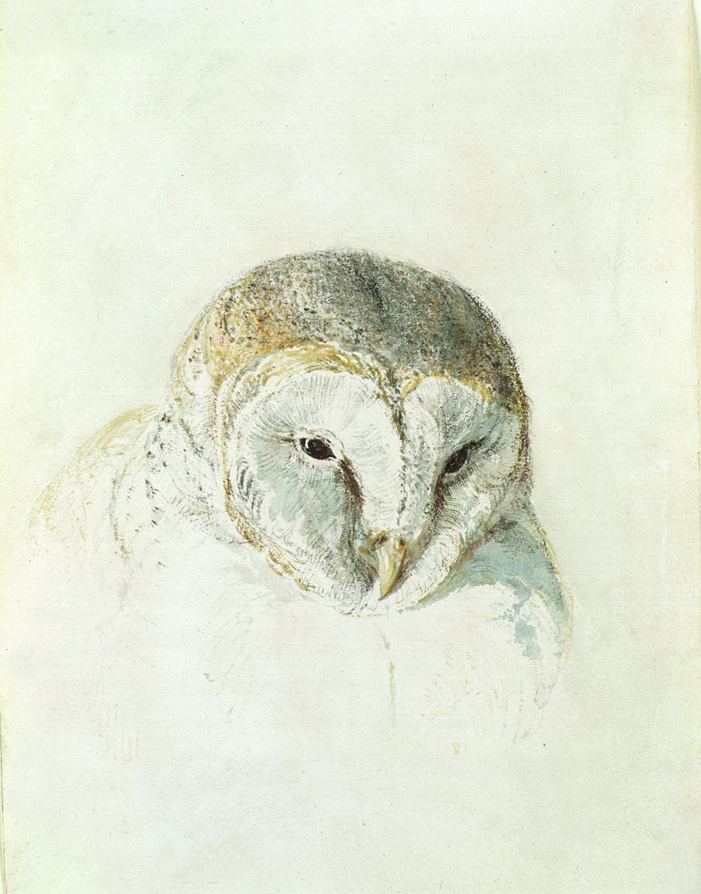 द फ़ार्नले बुक ऑफ़ बर्ड्स से व्हाइट बार्न आउल, c.1816 (कागज पर पेंसिल और वॉटरकलर) द्वारा जोसेफ मैलॉर्ड विलियम टर्नर