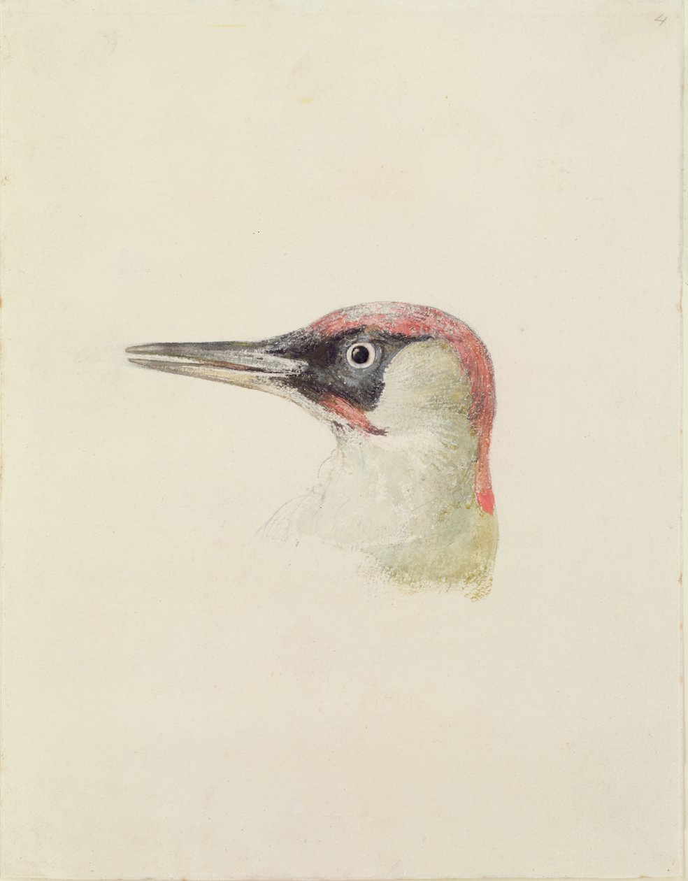 द फ़र्नले बुक ऑफ़ बर्ड्स से कठफोड़वा, c.1816 (कागज पर पेंसिल और पानी के रंग का) द्वारा जोसेफ मैलॉर्ड विलियम टर्नर