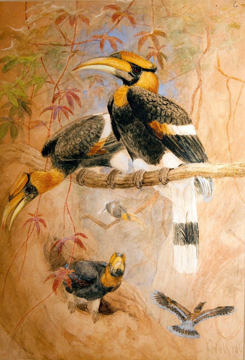 कॉनकेव-कैसक्वेड हॉर्नबिल (डाइकोसेरोस बाइकोर्निस), 1856-67 द्वारा जोसेफ वुल्फ