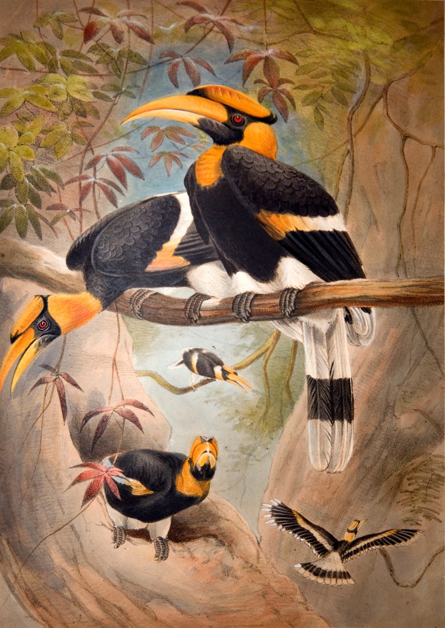 अवतल हॉर्नबिल हेलमेट, 1861 द्वारा जोसेफ वुल्फ