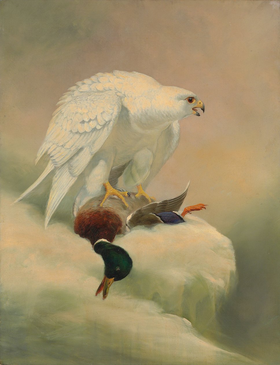 Gyrfalcon और मैलार्ड द्वारा जोसेफ वुल्फ