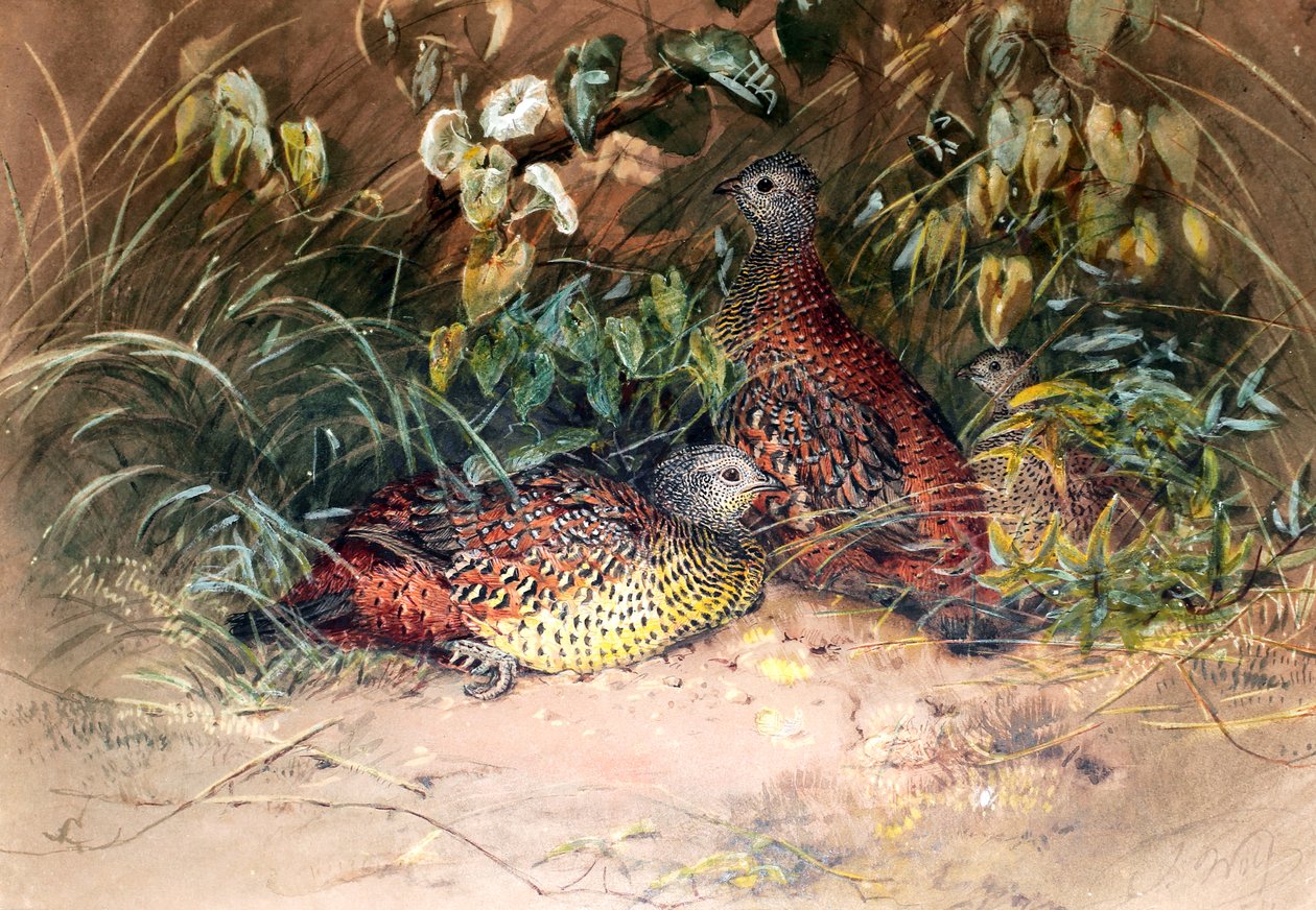 हार्डविक का स्पर-फॉल (गैल्परडिक्स लुनुलता), 1852-54 द्वारा जोसेफ वुल्फ
