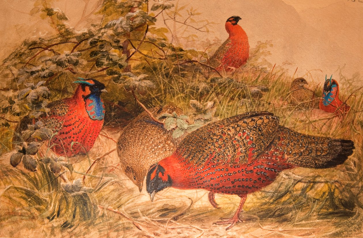 हॉर्नड ट्रगोपैन (सेरियोनिस सैट्रा), c.1851-76 (wc und पेंसिल कागज पर) द्वारा जोसेफ वुल्फ
