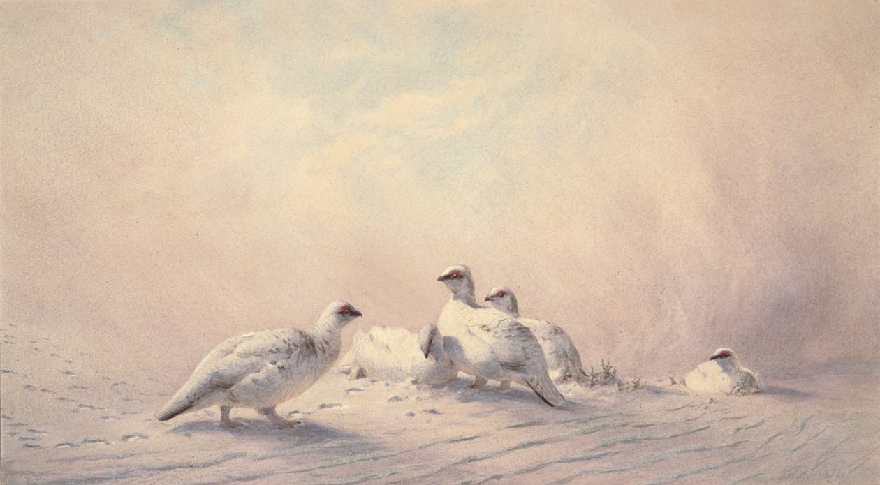 Ptarmigan, सर्दी, 1873 (wc) द्वारा जोसेफ वुल्फ