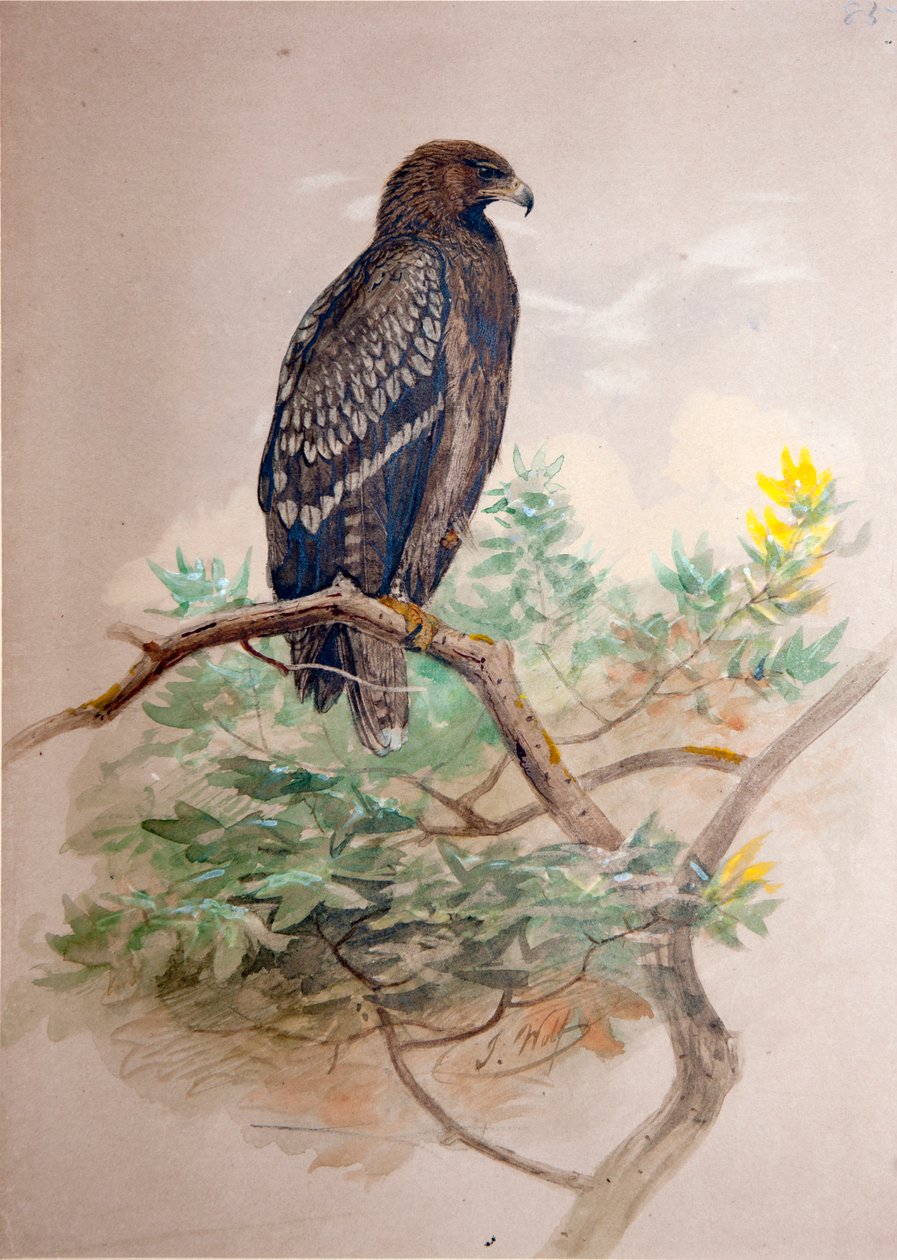 स्पॉटेड ईगल (एक्विला क्लैन्गा), 1856-67 द्वारा जोसेफ वुल्फ