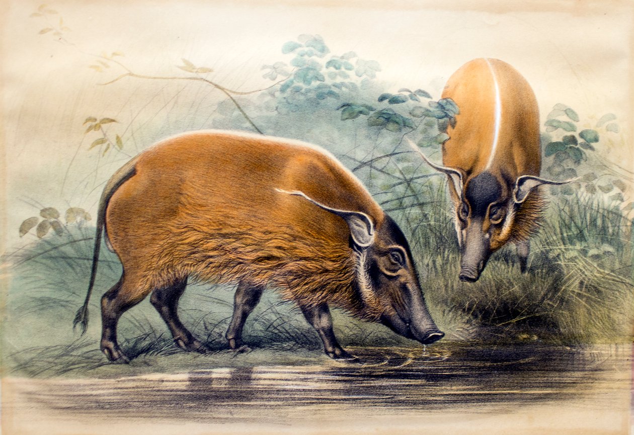 रेड-नदी हॉग, 1865 द्वारा जोसेफ वुल्फ