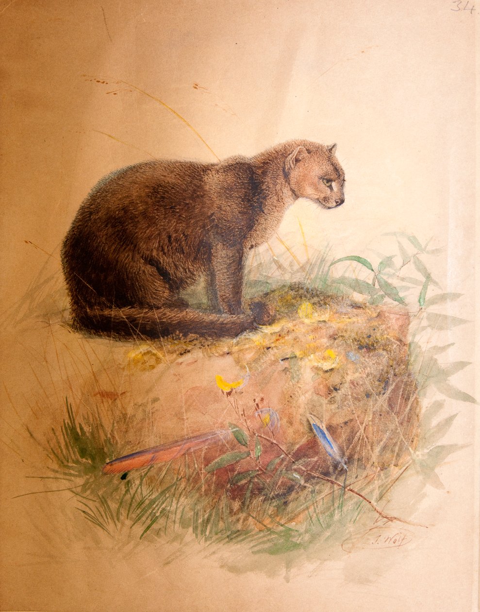 यगुरांडी बिल्ली, 1851-69 द्वारा जोसेफ वुल्फ