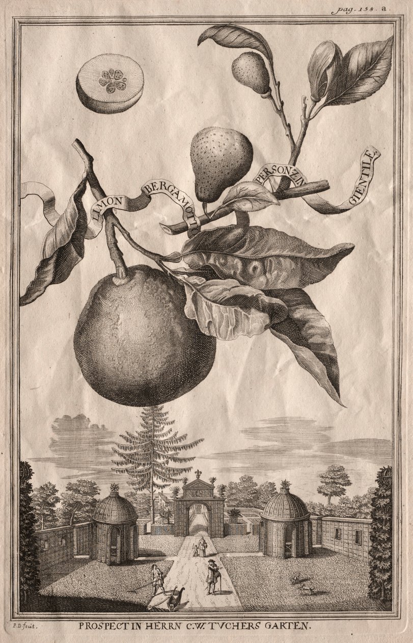 Nurnbergische Hesperides: लिमोन बर्गामोट व्यक्तिज़ीन गिएसिल, 1714। द्वारा जोसेफ डी मोंटेलेग्रे