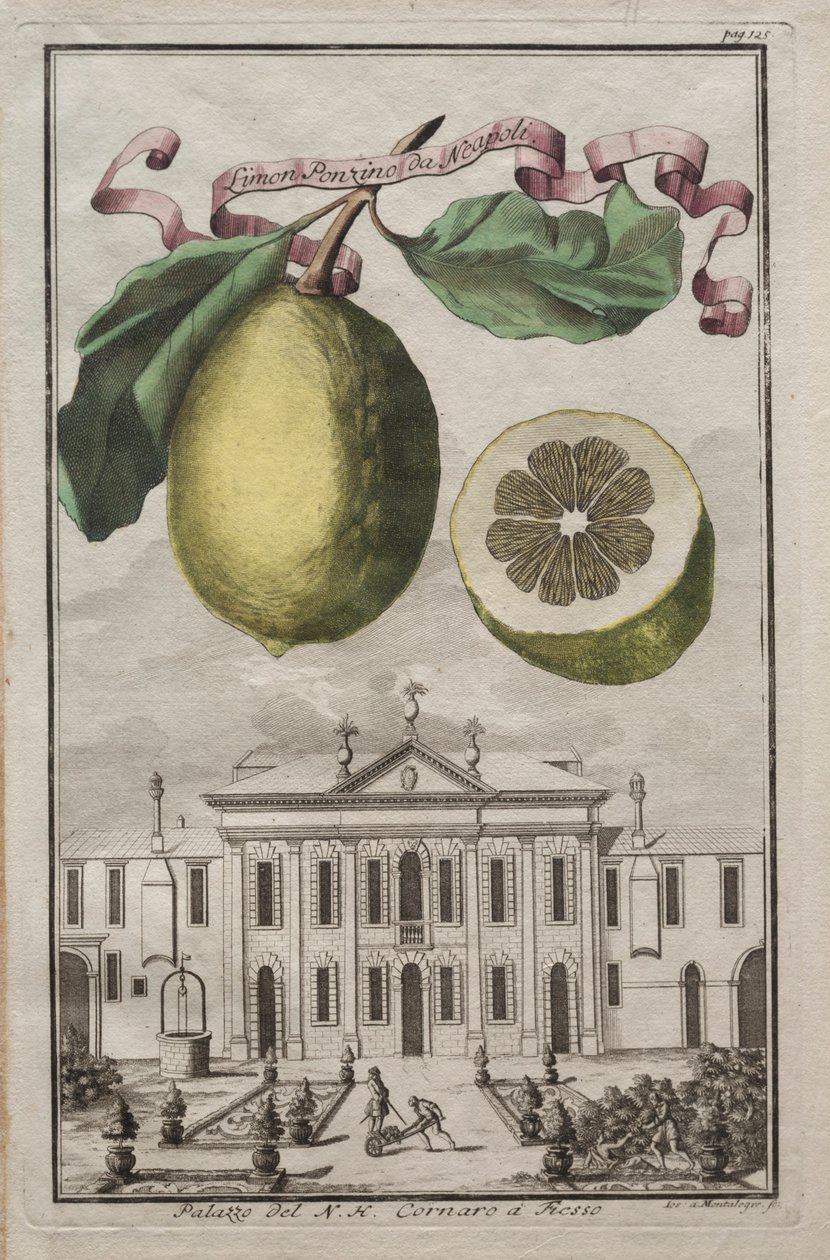 Nurnbergische Hesperides: No125 - नेपल्स से लिमोन पोंज़िनो। फिएसो में NH कॉर्नारो पैलेस, c170 द्वारा जोसेफ डी मोंटेलेग्रे