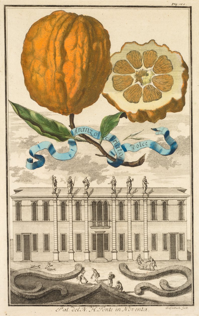 Nurnbergische Hesperides: No185 - मीठा धारीदार नारंगी। नोवेंटा में एनएच फोंटे का महल, c1708। द्वारा जोसेफ डी मोंटेलेग्रे
