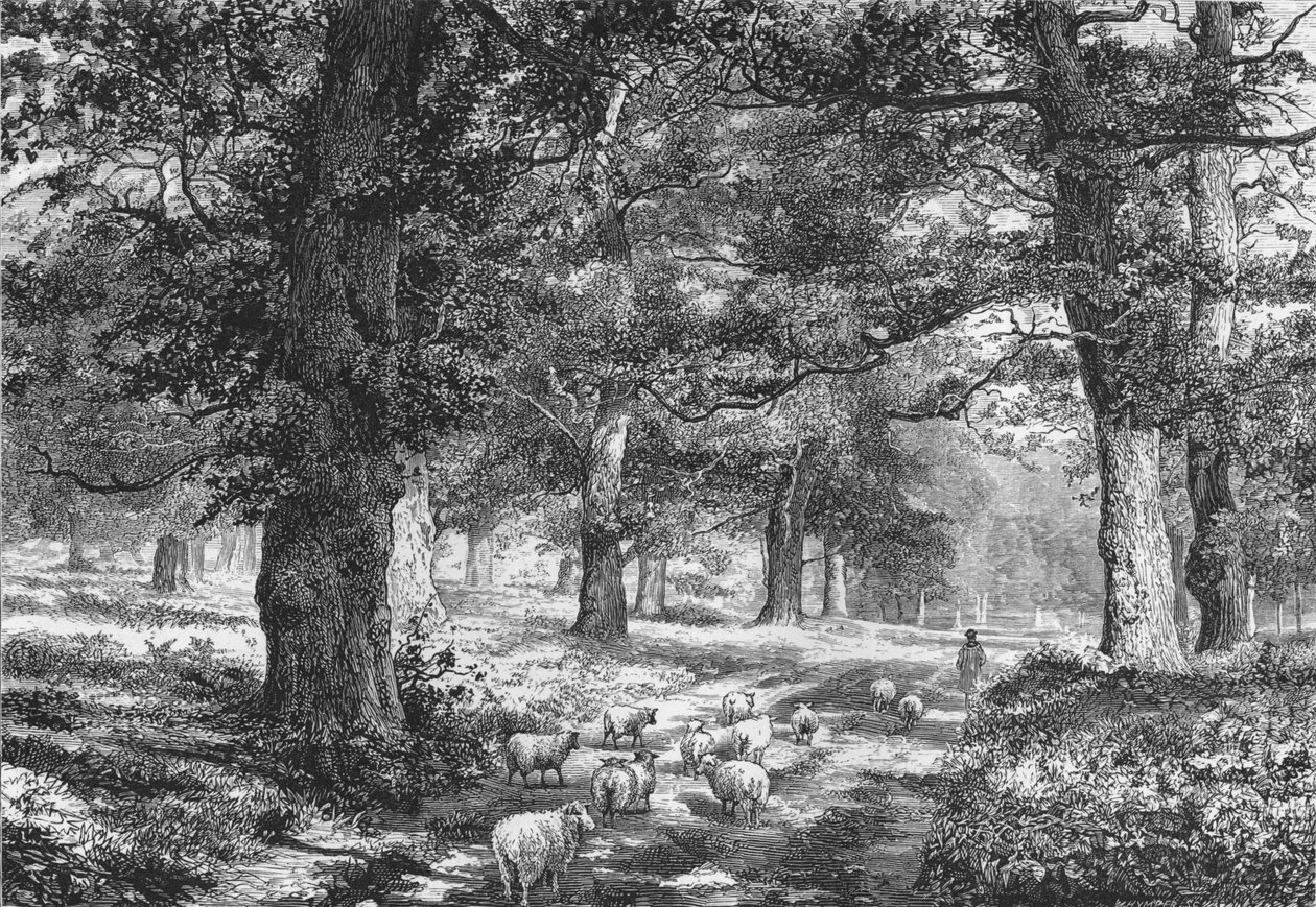 शेरवुड वन में, c1875। द्वारा जोशिया वुड व्हिम्पर