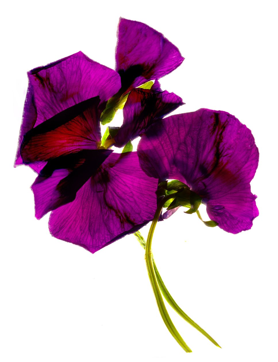 Pansies III (डिजिटल फोटोग्राम, डिजिटल मूल प्रिंट) द्वारा जूलिया मैकलमोर