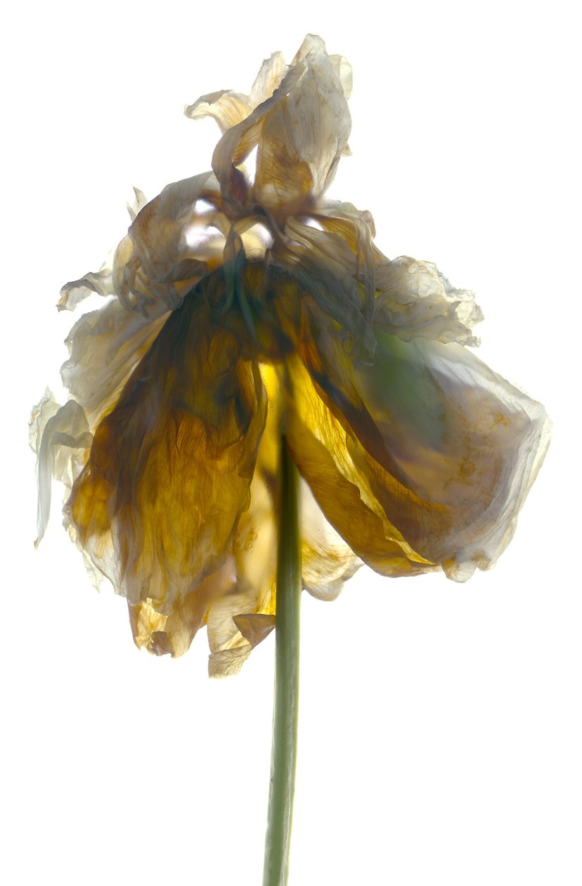 Peony स्टैंड व्हाइट (डिजिटल फोटोग्राम, डिजिटल मूल प्रिंट) द्वारा जूलिया मैकलमोर
