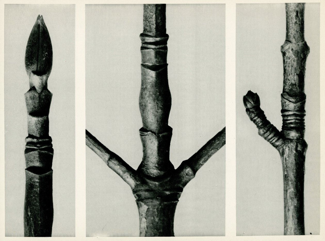 कॉर्नस न्यूटल्ली। 1929 (फोटोग्रावुर) द्वारा कार्ल ब्लॉसफ़ेल्ड
