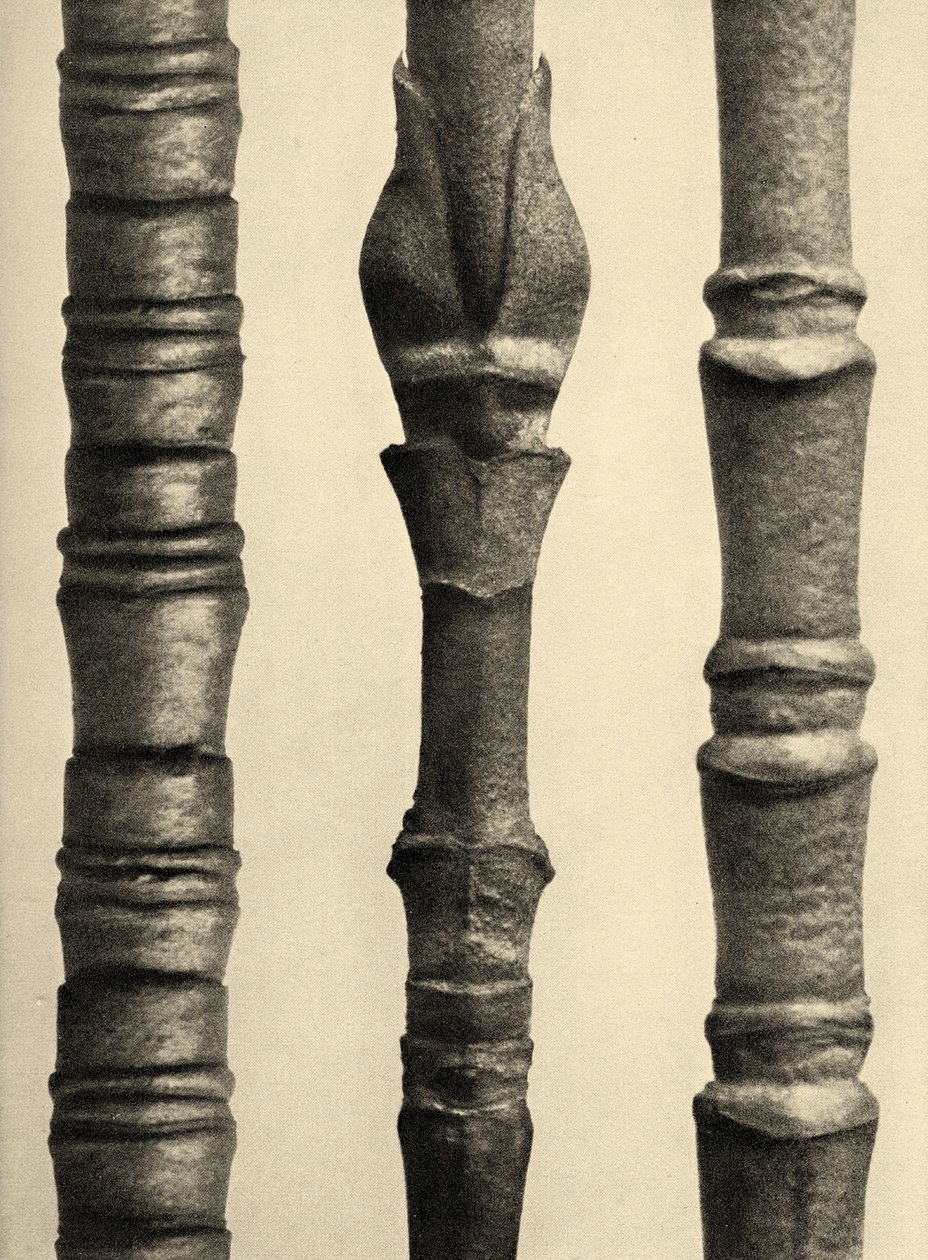 कॉर्नस न्यूटाल्ली 1929 (फोटोग्राव्योर) द्वारा कार्ल ब्लॉसफ़ेल्ड