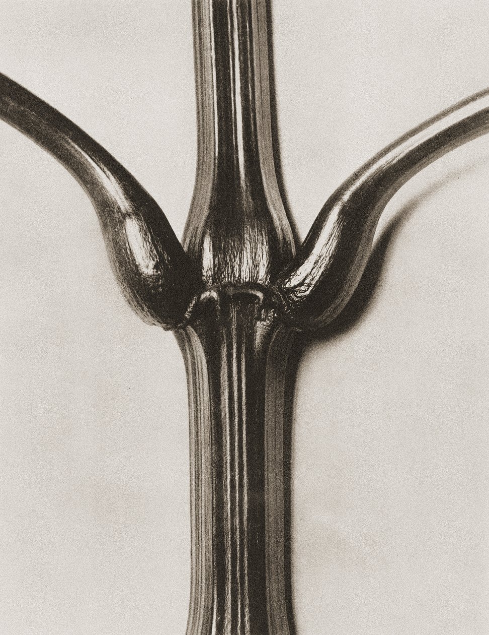 इम्पेतिन्स ग्लैंडुलिफेरा, 1929 (फोटोग्रावुर) द्वारा कार्ल ब्लॉसफ़ेल्ड