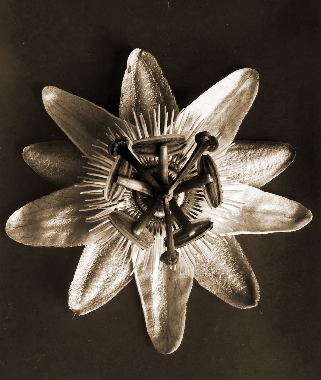 पैसिफ़्लोरा, 1929 (फोटोग्रावुर) द्वारा कार्ल ब्लॉसफ़ेल्ड