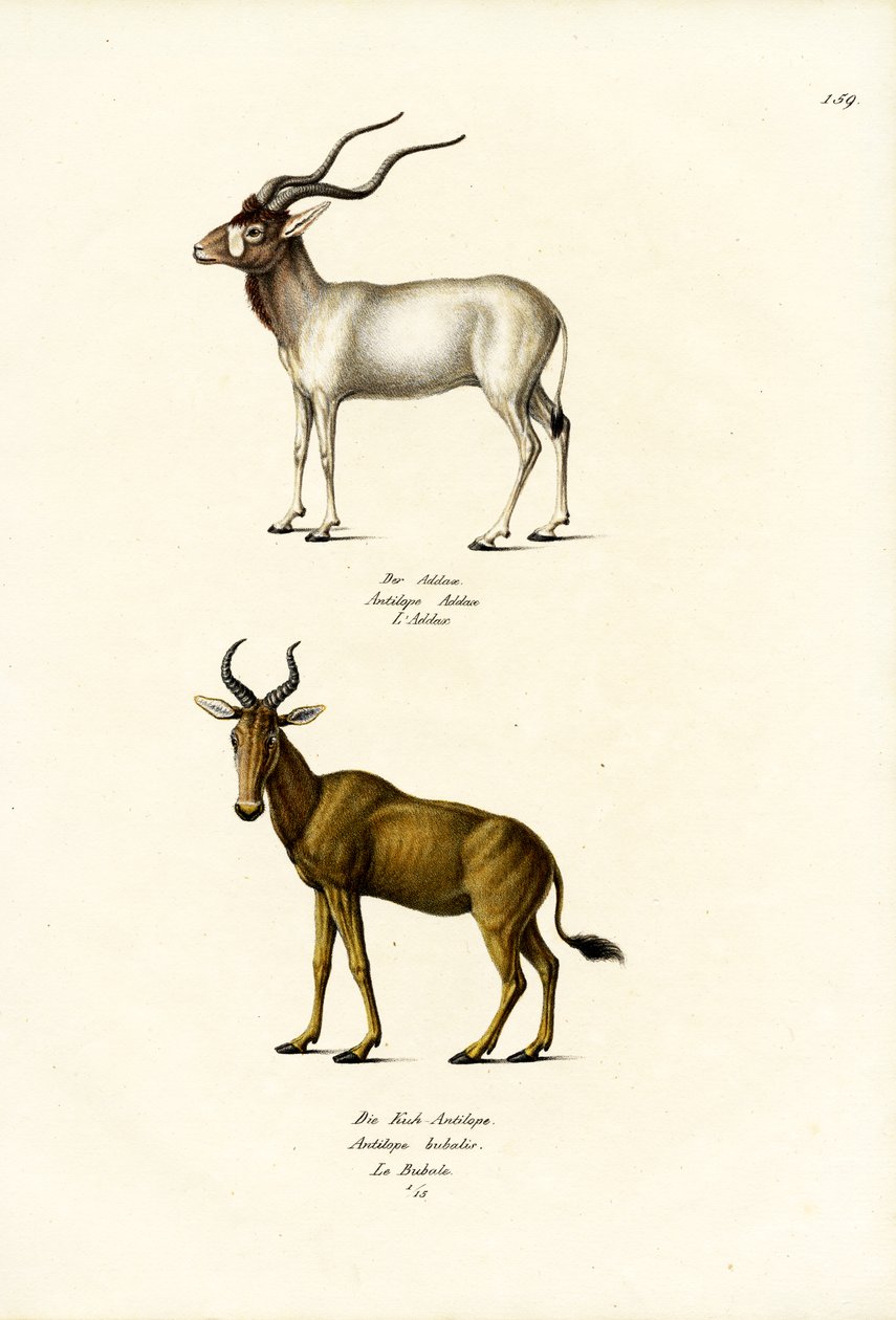 Addax, 1824 द्वारा कार्ल जोसेफ ब्रोड्टमैन