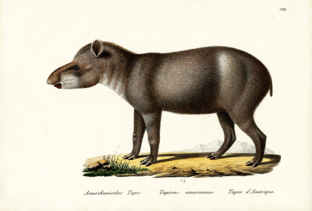 अमेरिकन टैपिर, 1824 द्वारा कार्ल जोसेफ ब्रोड्टमैन