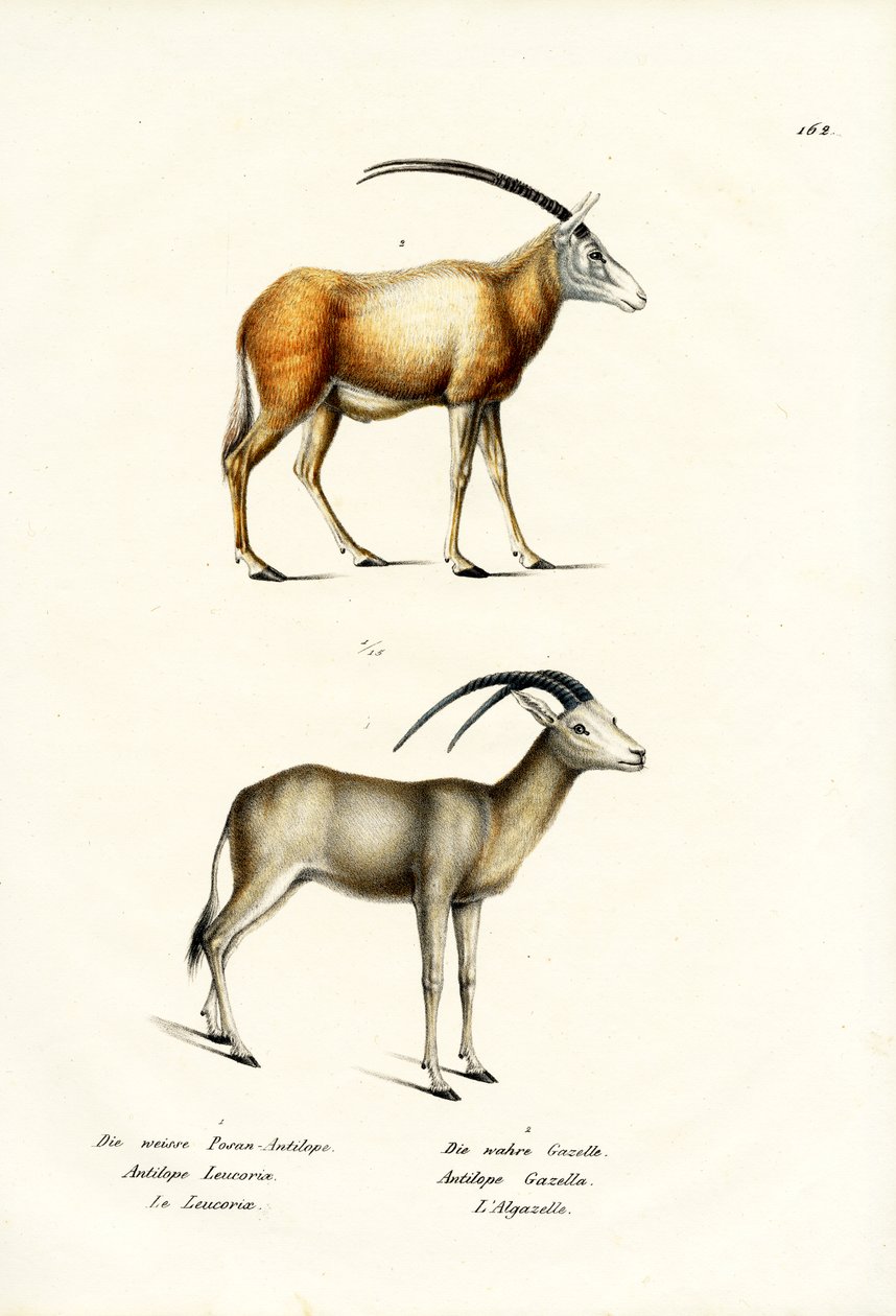 अरेबियन ऑरेक्स, 1824 द्वारा कार्ल जोसेफ ब्रोड्टमैन