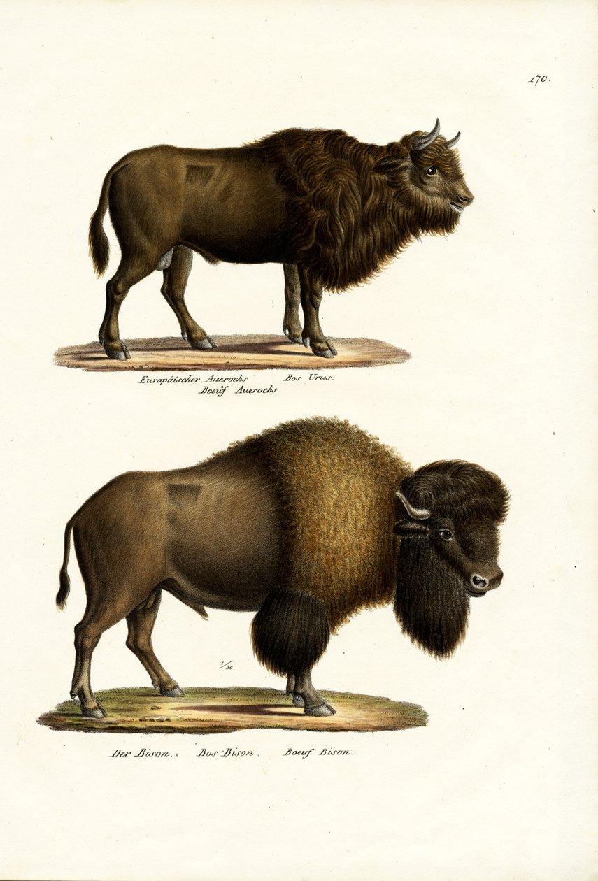 ऑरोच, 1824 द्वारा कार्ल जोसेफ ब्रोड्टमैन