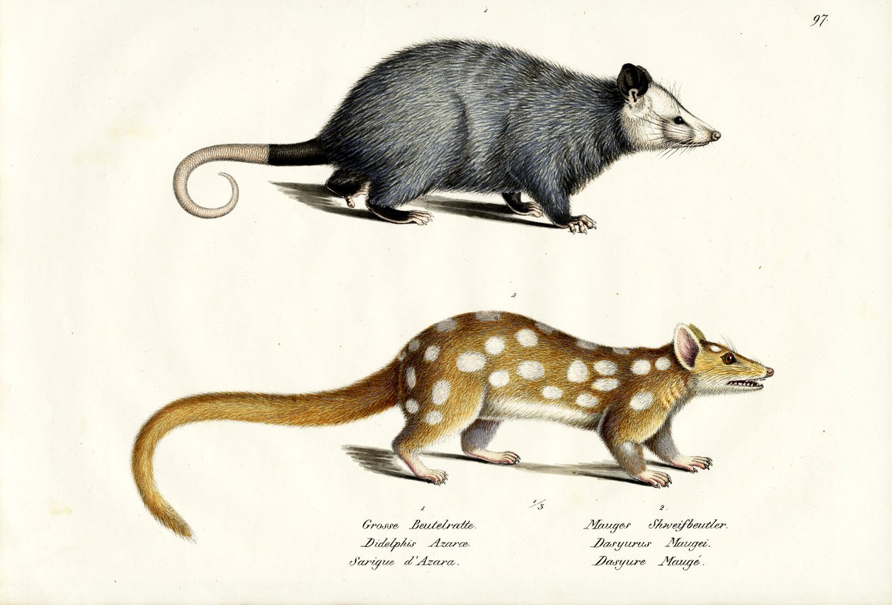 अजारस ओपोसुम, 1824 द्वारा कार्ल जोसेफ ब्रोड्टमैन