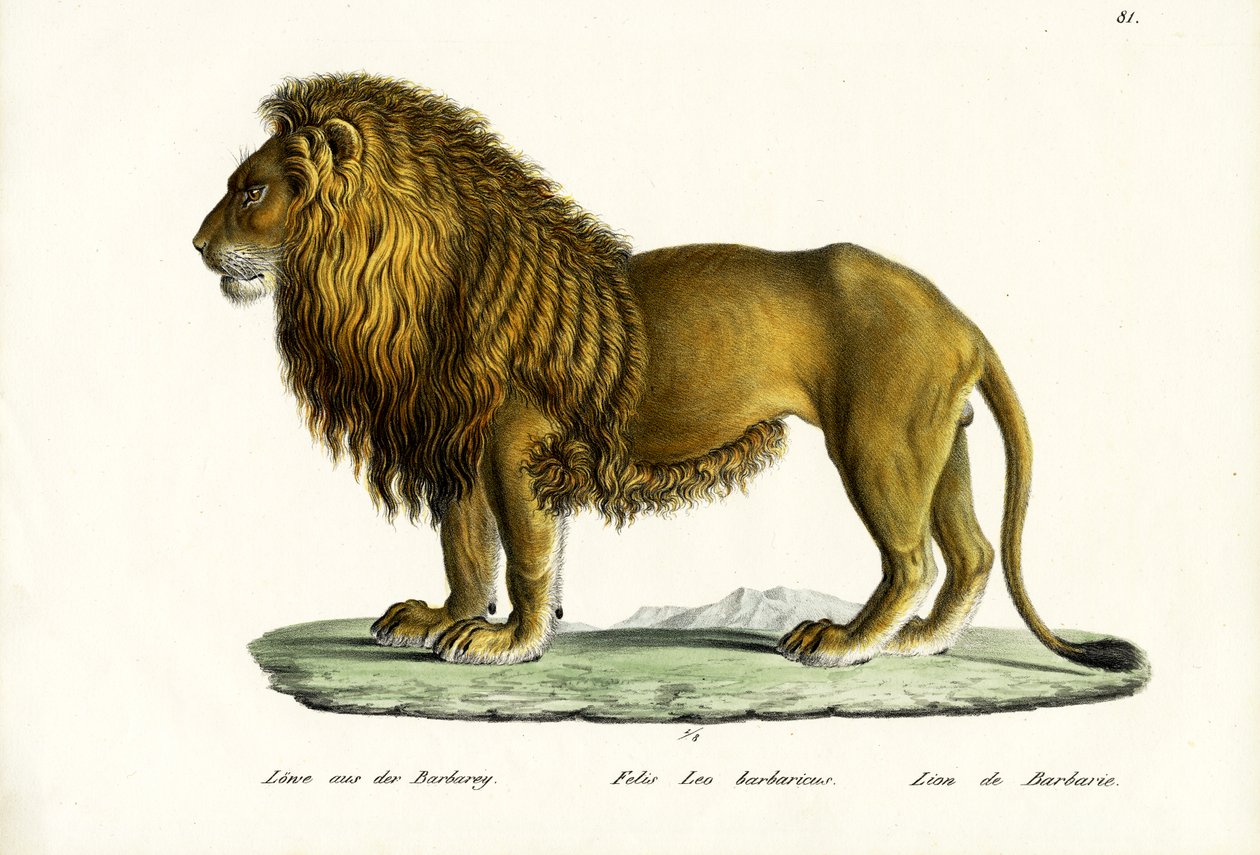 बार्बरी लायन, 1824 द्वारा कार्ल जोसेफ ब्रोड्टमैन