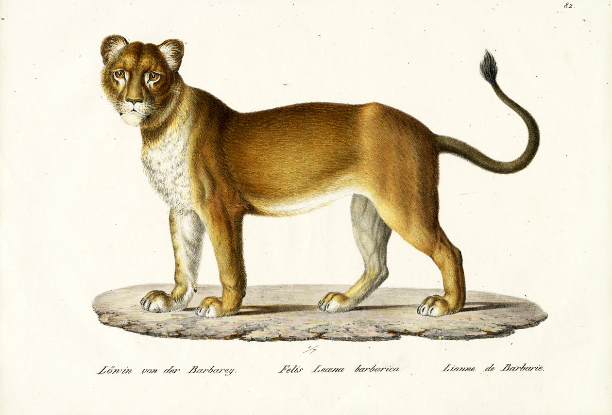 बार्बरी शेरनी, 1824 द्वारा कार्ल जोसेफ ब्रोड्टमैन