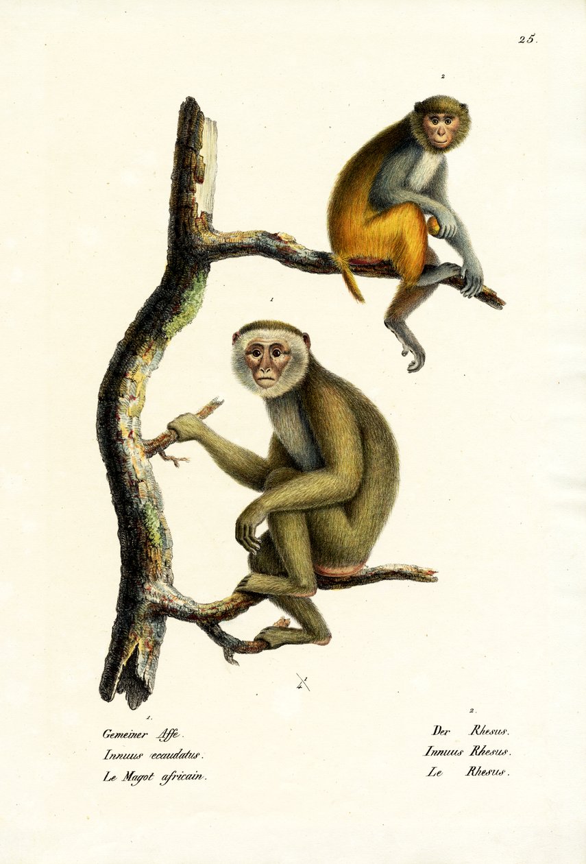 बार्बरी मैकाक, 1824 द्वारा कार्ल जोसेफ ब्रोड्टमैन