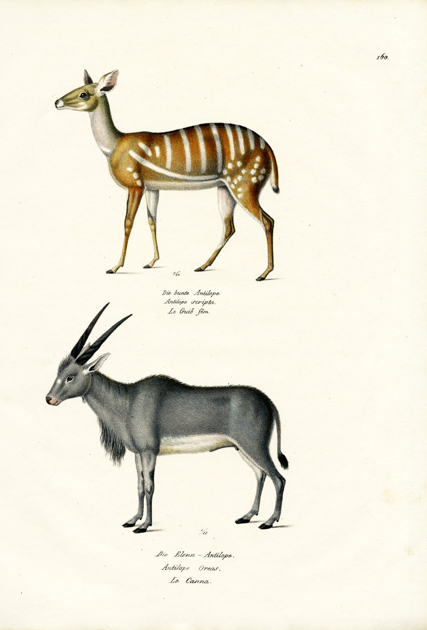 बुशबक, 1824 द्वारा कार्ल जोसेफ ब्रोड्टमैन