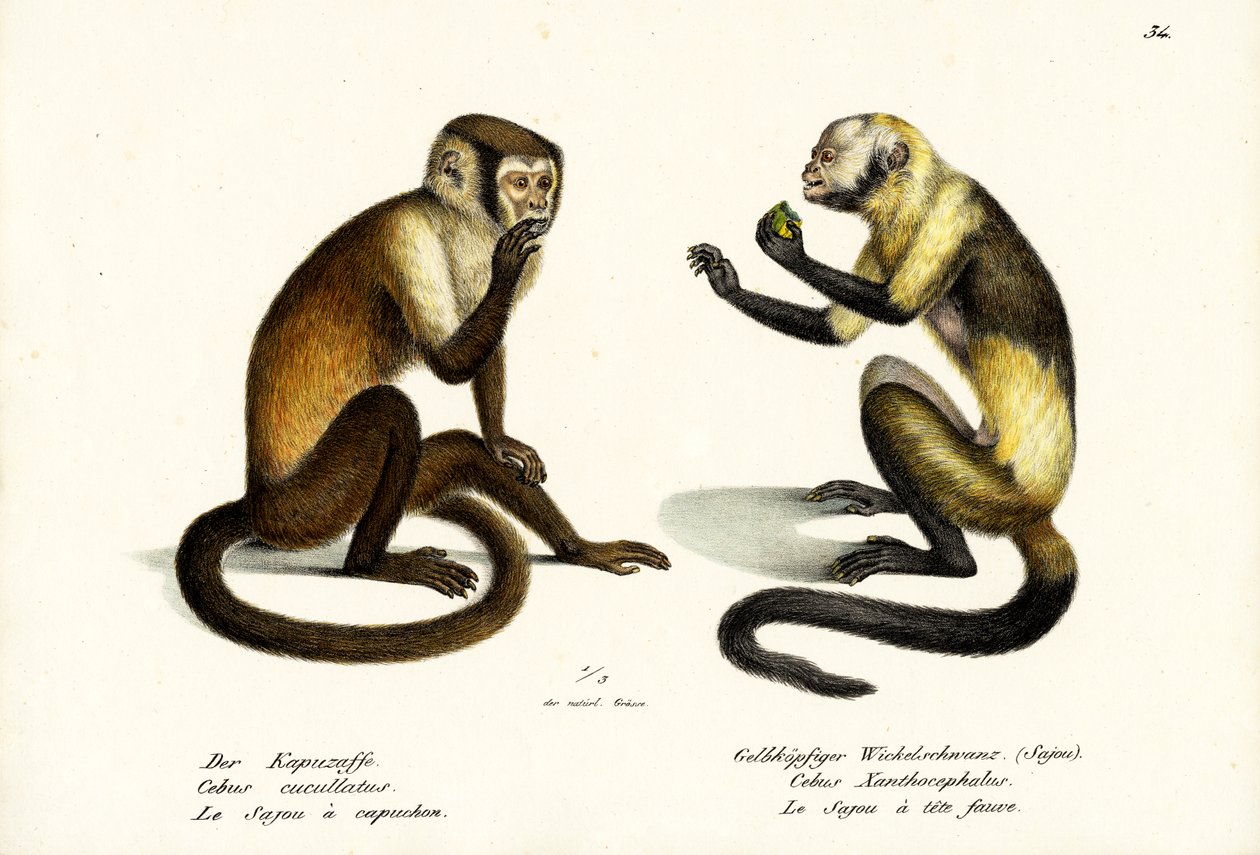 कैपुचिन बंदर, 1824 द्वारा कार्ल जोसेफ ब्रोड्टमैन