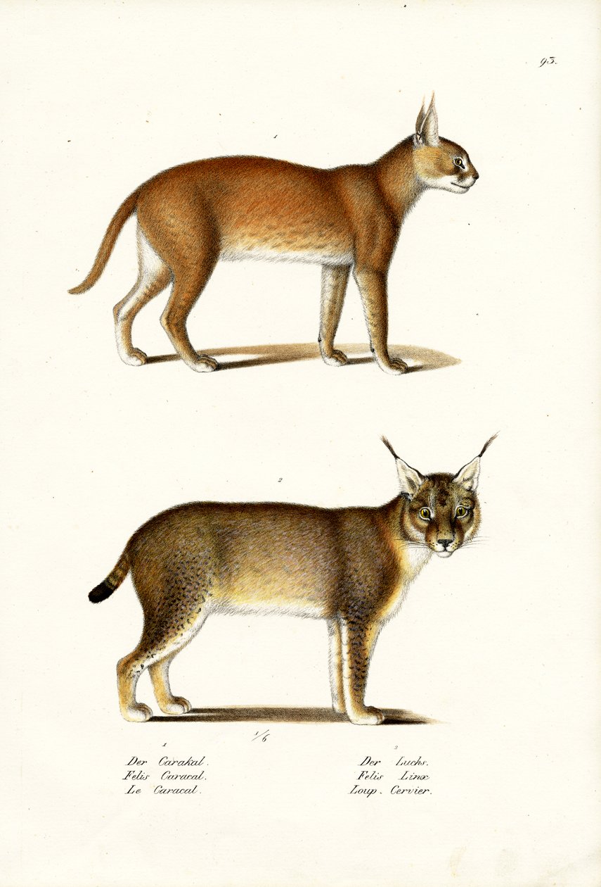 काराकल, 1824 द्वारा कार्ल जोसेफ ब्रोड्टमैन