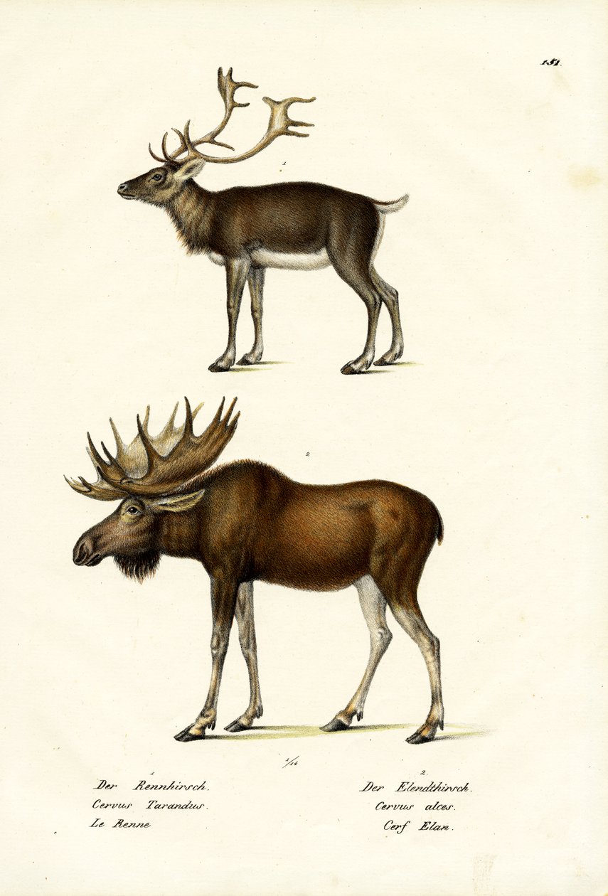 कारिबू, 1824 द्वारा कार्ल जोसेफ ब्रोड्टमैन