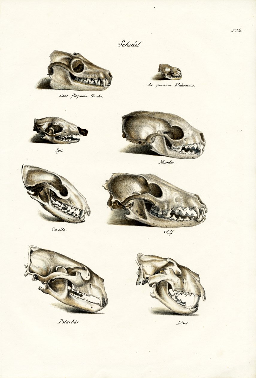 कार्निवोर्स स्कल्स, 1824 द्वारा कार्ल जोसेफ ब्रोड्टमैन