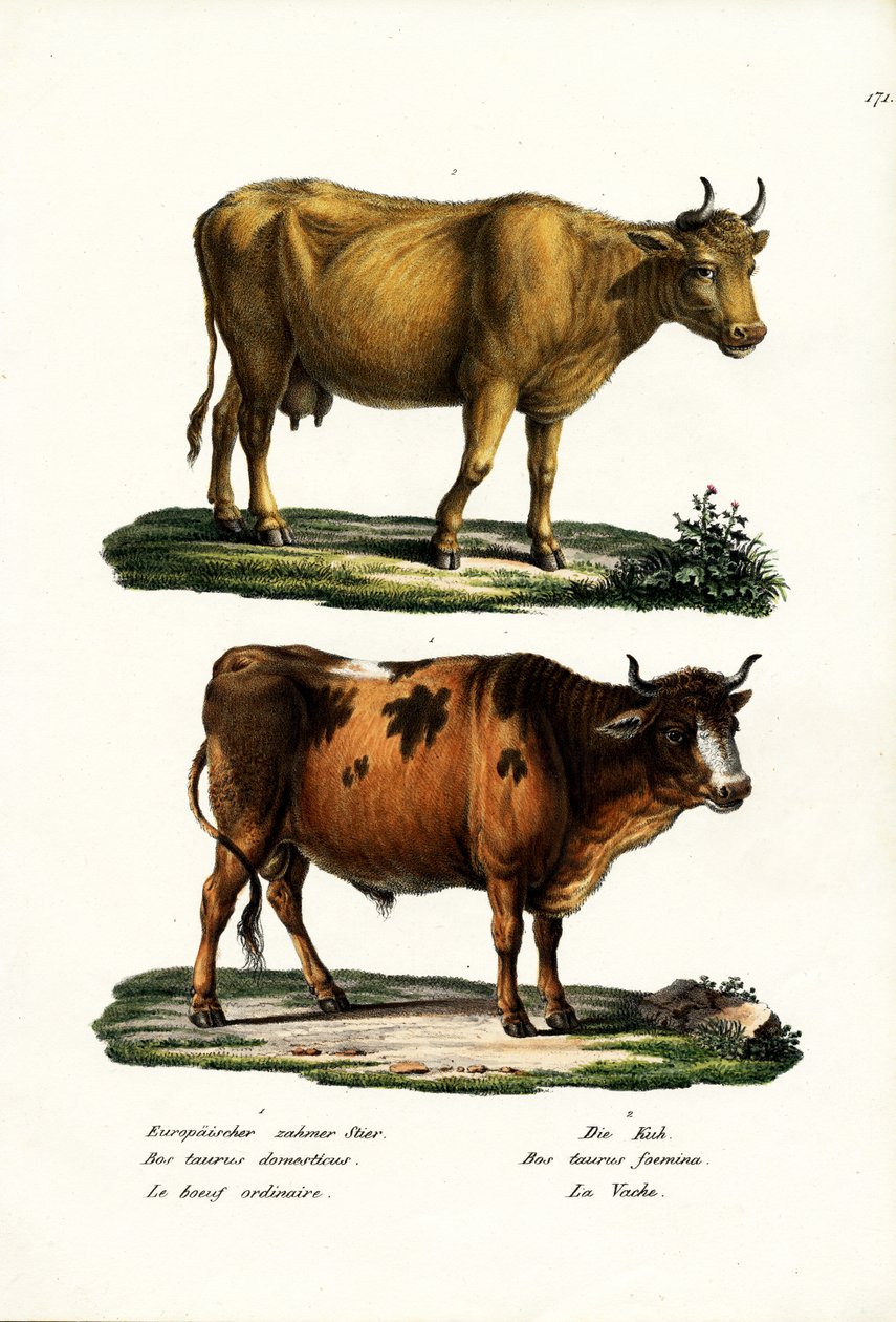मवेशी, 1824 द्वारा कार्ल जोसेफ ब्रोड्टमैन